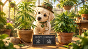 Ivy explores two potted plants in a sunlit greenhouse, with a hemp fibre plant and a leafier cannabis plant labelled “HEMP?” 